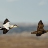 Kajka morska - Somateria mollissima - Common Eider 1570